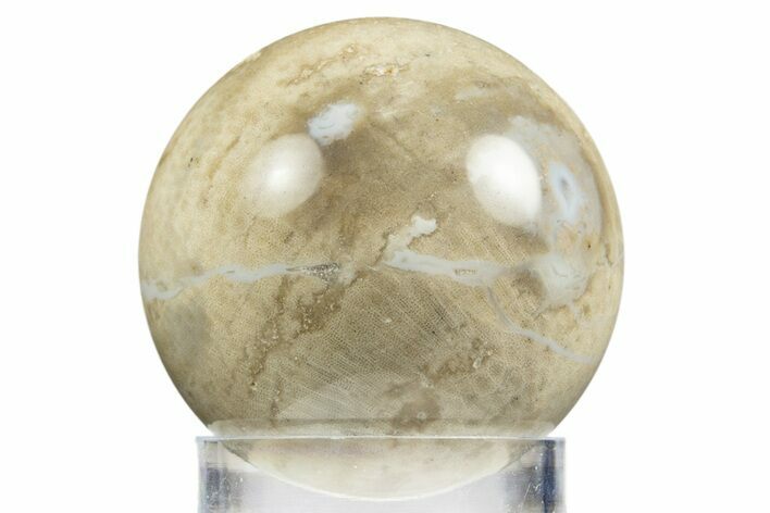 Polished Agatized Fossil Coral Sphere - Indonesia #311542